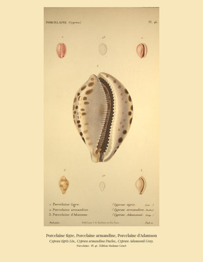 Cypræa tigris, Cypræa armandina and Cypræa Adamsonii — Porcelaine tigre, Porcelaine armandine and Porcelaine d'Adamson, hand-engraved plate 46 from Kiener, Coquilles vivantes, Paris.