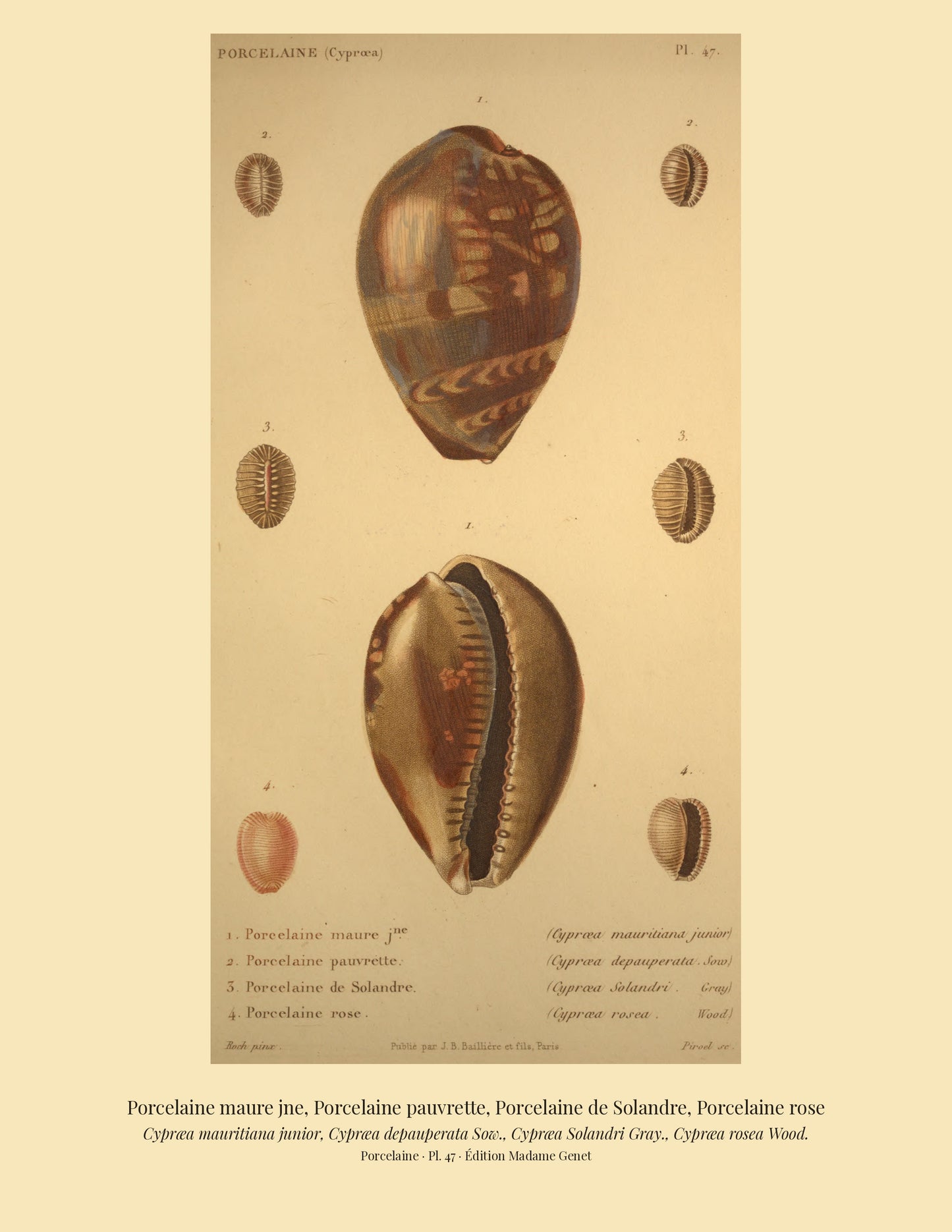 Cypræa mauritiana junior, Cypræa depauperata, Cypræa Solandri and Cypræa rosea — Porcelaine maure jne, Porcelaine pauvrette, Porcelaine de Solandre and Porcelaine rose, hand-engraved plate 47 from Kiener, Coquilles vivantes, Paris.