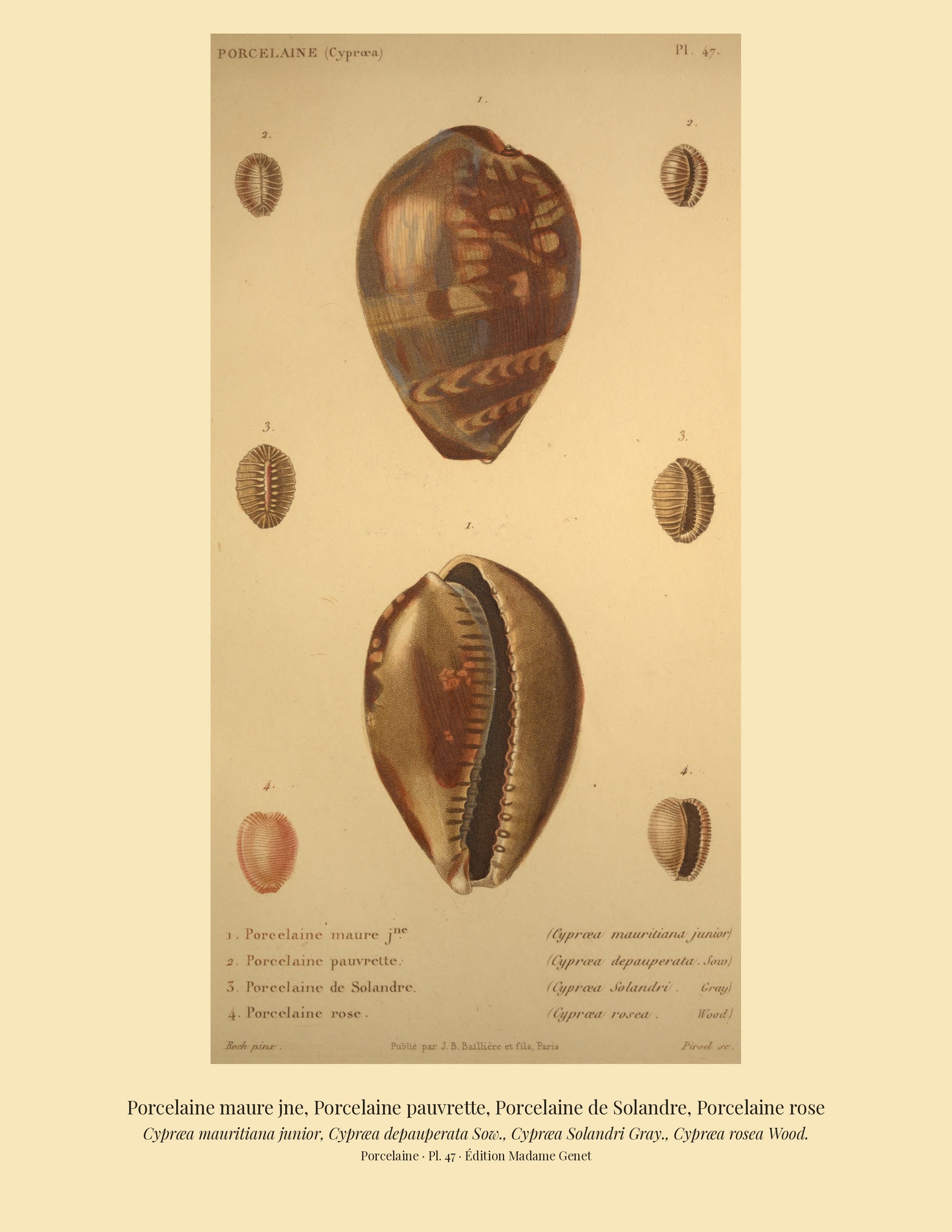 Cypræa mauritiana junior, Cypræa depauperata, Cypræa Solandri and Cypræa rosea — Porcelaine maure jne, Porcelaine pauvrette, Porcelaine de Solandre and Porcelaine rose, hand-engraved plate 47 from Kiener, Coquilles vivantes, Paris.