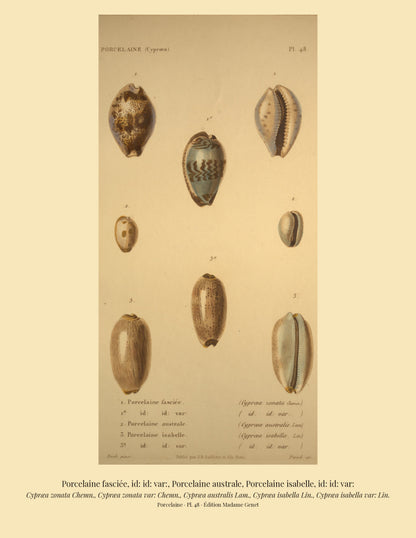 Cypræa zonata, Cypræa zonata var:, Cypræa australis, Cypræa isabella and Cypræa isabella var: — Porcelaine fasciée, id: id: var:, Porcelaine australe, Porcelaine isabelle and id: id: var:, hand-engraved plate 48 from Kiener, Coquilles vivantes, Paris.