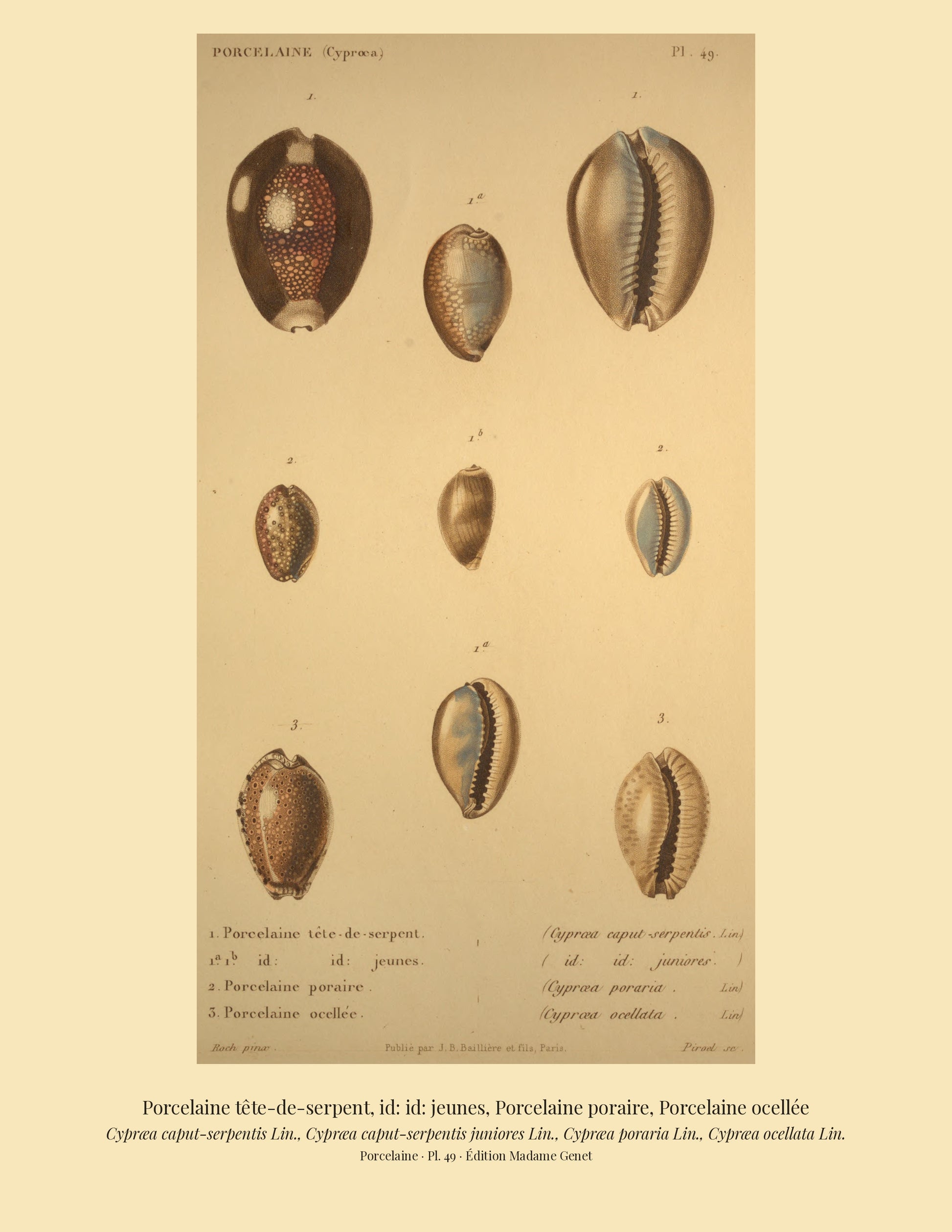 Cypræa caput-serpentis, Cypræa caput-serpentis juniores, Cypræa poraria and Cypræa ocellata — Porcelaine tête-de-serpent, id: id: jeunes, Porcelaine poraire and Porcelaine ocellée, hand-engraved plate 49 from Kiener, Coquilles vivantes, Paris.