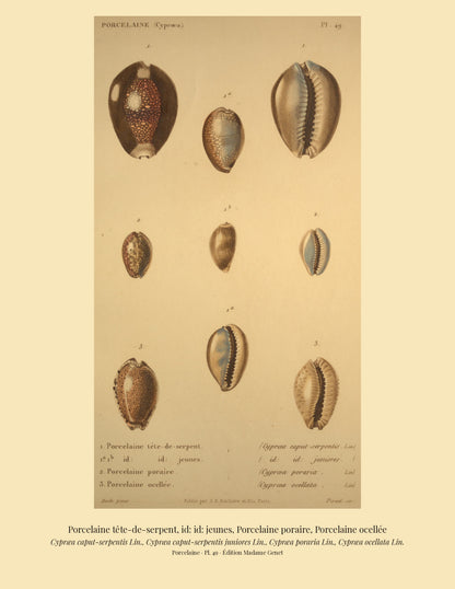 Cypræa caput-serpentis, Cypræa caput-serpentis juniores, Cypræa poraria and Cypræa ocellata — Porcelaine tête-de-serpent, id: id: jeunes, Porcelaine poraire and Porcelaine ocellée, hand-engraved plate 49 from Kiener, Coquilles vivantes, Paris.
