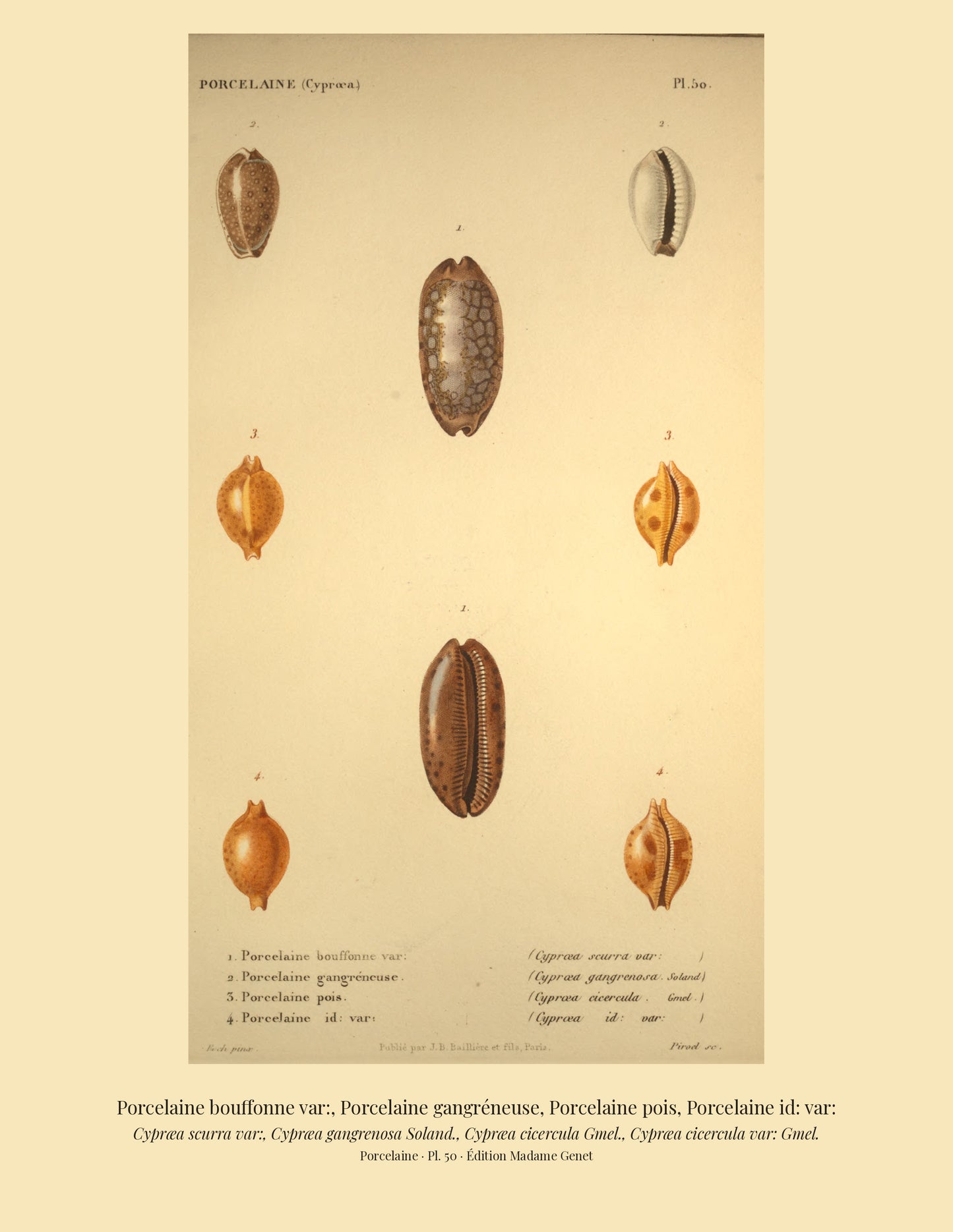 Cypræa scurra var:, Cypræa gangrenosa, Cypræa cicercula and Cypræa cicercula var: — Porcelaine bouffonne var:, Porcelaine gangréneuse, Porcelaine pois and Porcelaine id: var:, hand-engraved plate 50 from Kiener, Coquilles vivantes, Paris.