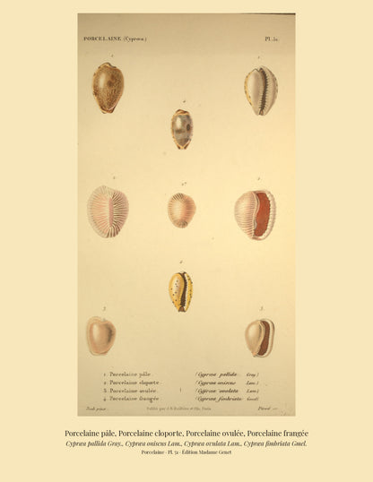 Cypræa pallida, Cypræa oniscus, Cypræa ovulata and Cypræa fimbriata — Porcelaine pâle, Porcelaine cloporte, Porcelaine ovulée and Porcelaine frangée, hand-engraved plate 51 from Kiener, Coquilles vivantes, Paris.
