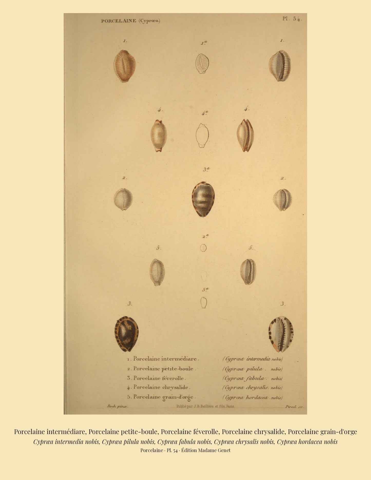 Cypræa intermedia, Cypræa pilula, Cypræa fabula, Cypræa chrysalis and Cypræa hordacea — Porcelaine intermédiare, Porcelaine petite-boule, Porcelaine féverolle, Porcelaine chrysalide and Porcelaine grain-d'orge, hand-engraved plate 54 from Kiener, Coquilles vivantes, Paris.