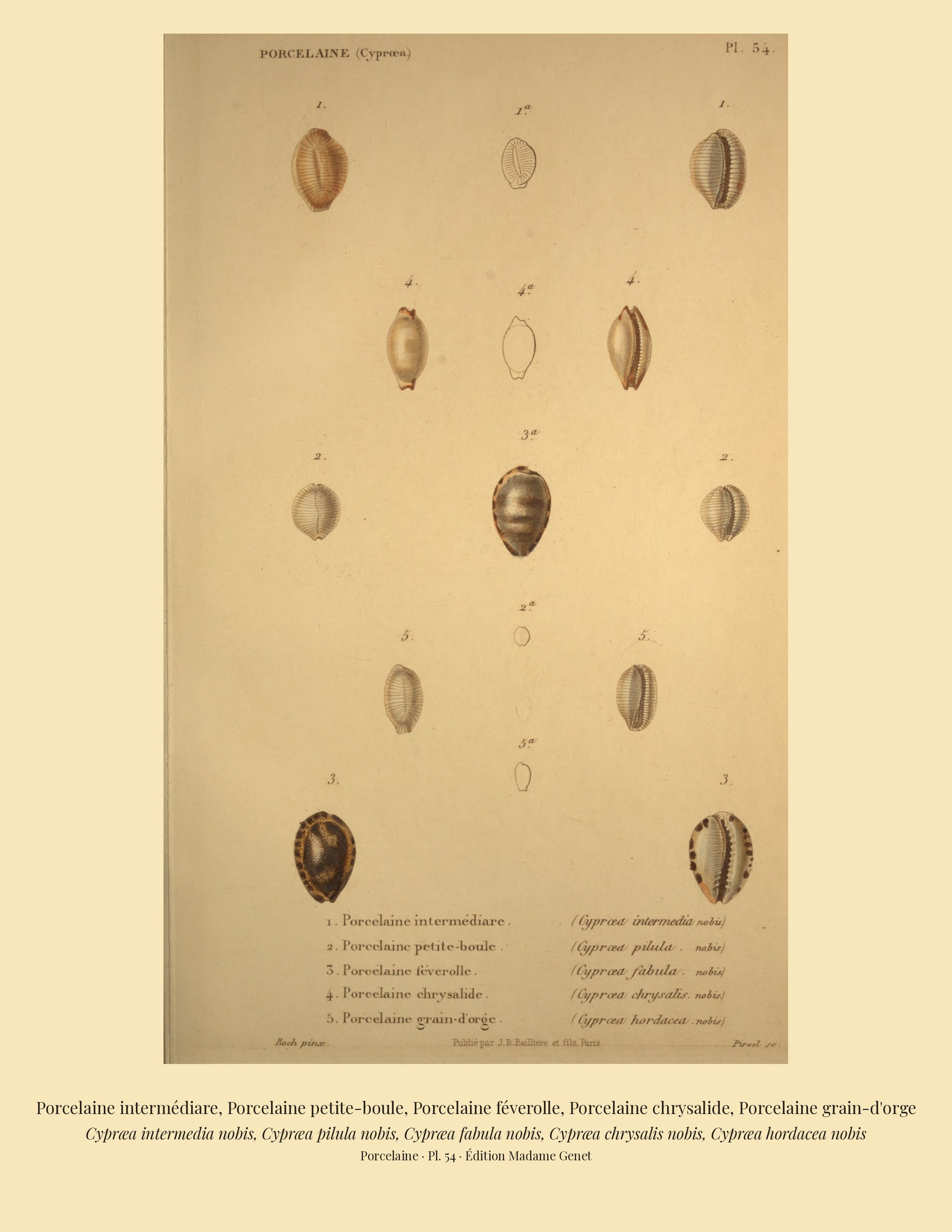 Cypræa intermedia, Cypræa pilula, Cypræa fabula, Cypræa chrysalis and Cypræa hordacea — Porcelaine intermédiare, Porcelaine petite-boule, Porcelaine féverolle, Porcelaine chrysalide and Porcelaine grain-d'orge, hand-engraved plate 54 from Kiener, Coquilles vivantes, Paris.