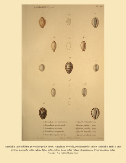 Cypræa intermedia, Cypræa pilula, Cypræa fabula, Cypræa chrysalis and Cypræa hordacea — Porcelaine intermédiare, Porcelaine petite-boule, Porcelaine féverolle, Porcelaine chrysalide and Porcelaine grain-d'orge, hand-engraved plate 54 from Kiener, Coquilles vivantes, Paris.