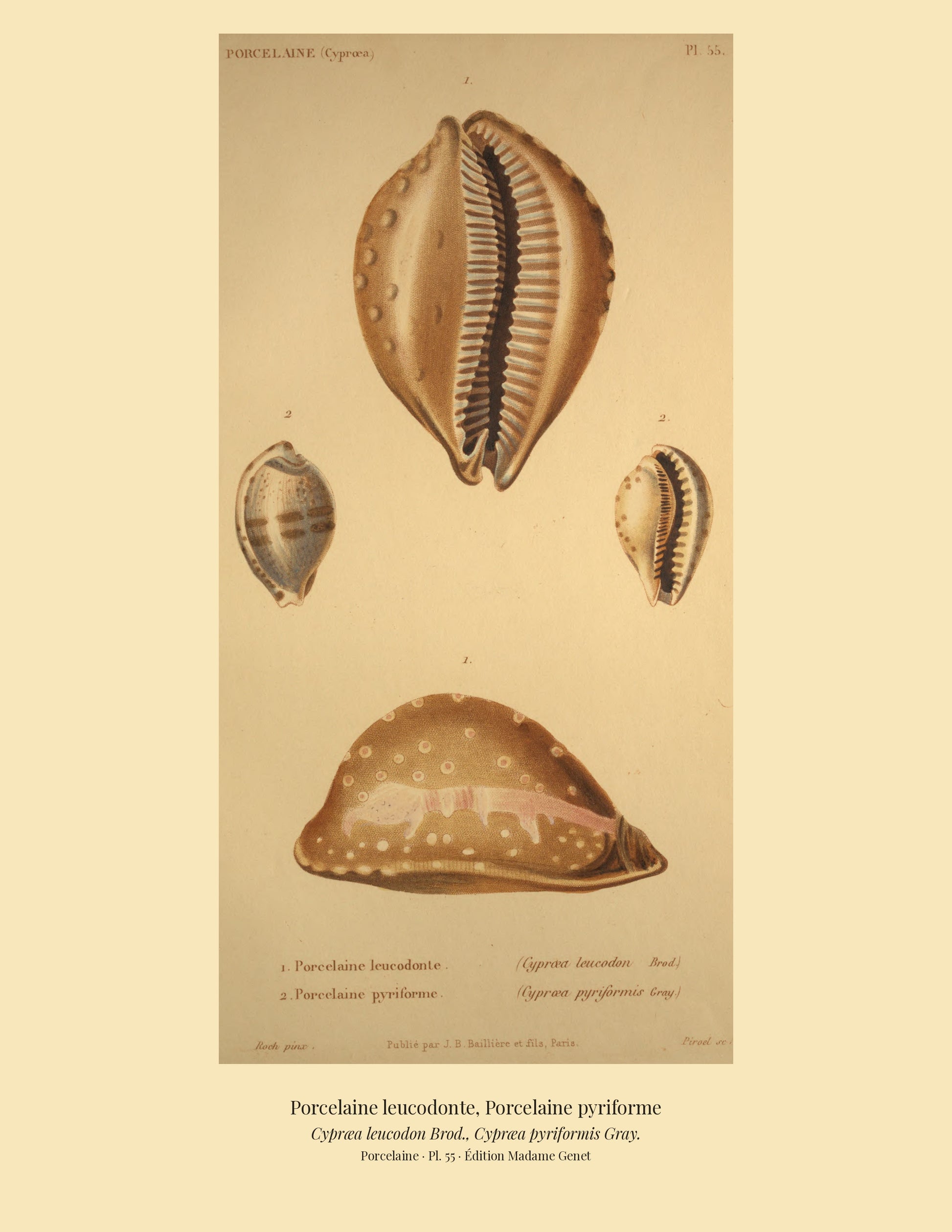 Cypræa leucodon and Cypræa pyriformis — Porcelaine leucodonte and Porcelaine pyriforme, hand-engraved plate 55 from Kiener, Coquilles vivantes, Paris.