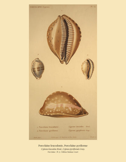 Cypræa leucodon and Cypræa pyriformis — Porcelaine leucodonte and Porcelaine pyriforme, hand-engraved plate 55 from Kiener, Coquilles vivantes, Paris.