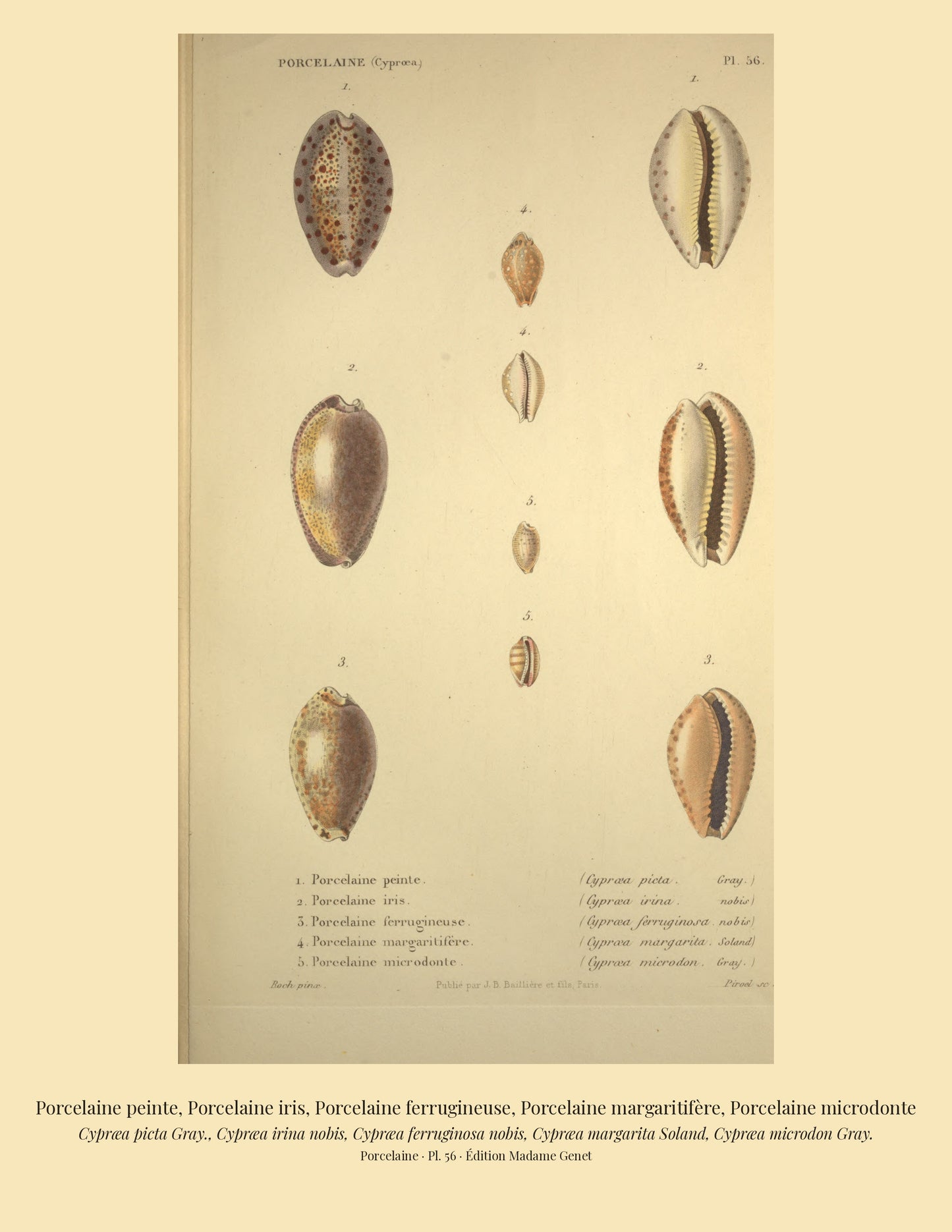 Cypræa picta, Cypræa irina, Cypræa ferruginosa, Cypræa margarita and Cypræa microdon — Porcelaine peinte, Porcelaine iris, Porcelaine ferrugineuse, Porcelaine margaritifère and Porcelaine microdonte, hand-engraved plate 56 from Kiener, Coquilles vivantes, Paris.