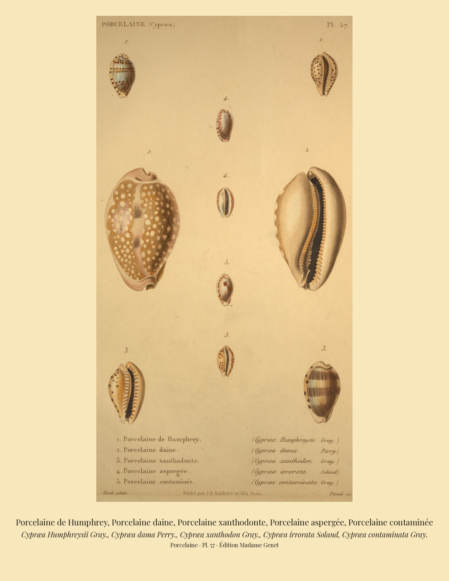 Cypræa Humphreysii, Cypræa dama, Cypræa xanthodon, Cypræa irrorata and Cypræa contaminata — Porcelaine de Humphrey, Porcelaine daine, Porcelaine xanthodonte, Porcelaine aspergée and Porcelaine contaminée, hand-engraved plate 57 from Kiener, Coquilles vivantes, Paris.
