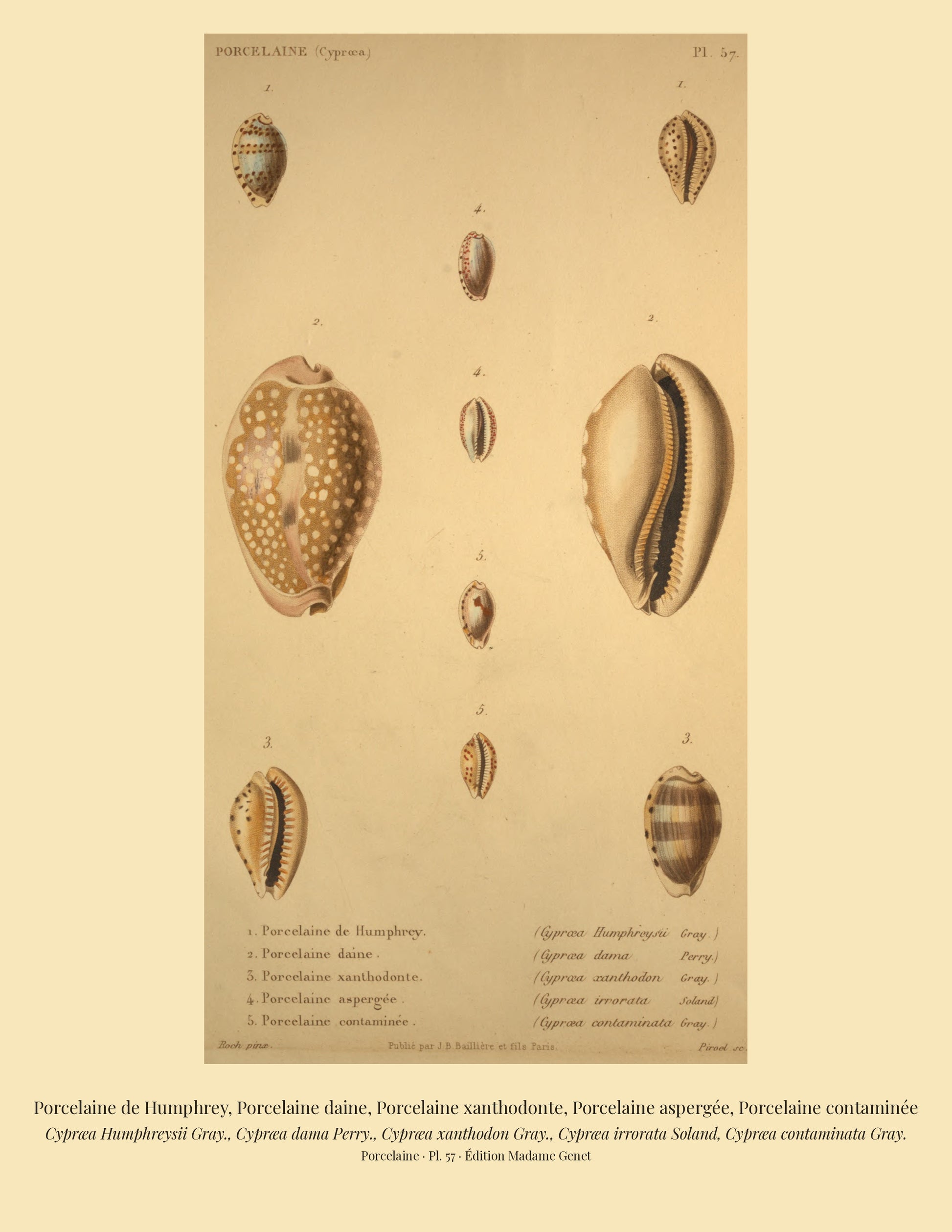 Cypræa Humphreysii, Cypræa dama, Cypræa xanthodon, Cypræa irrorata and Cypræa contaminata — Porcelaine de Humphrey, Porcelaine daine, Porcelaine xanthodonte, Porcelaine aspergée and Porcelaine contaminée, hand-engraved plate 57 from Kiener, Coquilles vivantes, Paris.