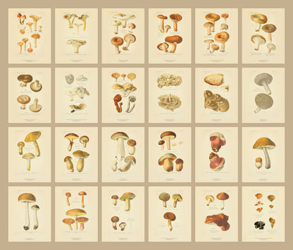 Comestibles & Vénéneux — 24 Mushroom Plates, Paris 1891