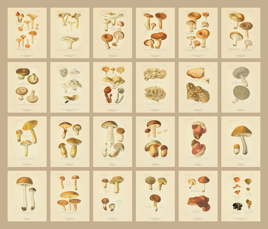 Comestibles & Vénéneux — 24 Mushroom Plates, Paris 1891