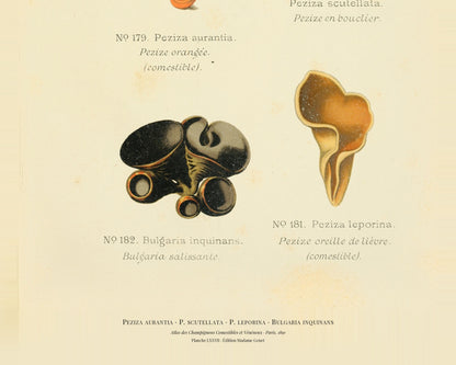Comestibles & Vénéneux — 24 Mushroom Plates, Paris 1891
