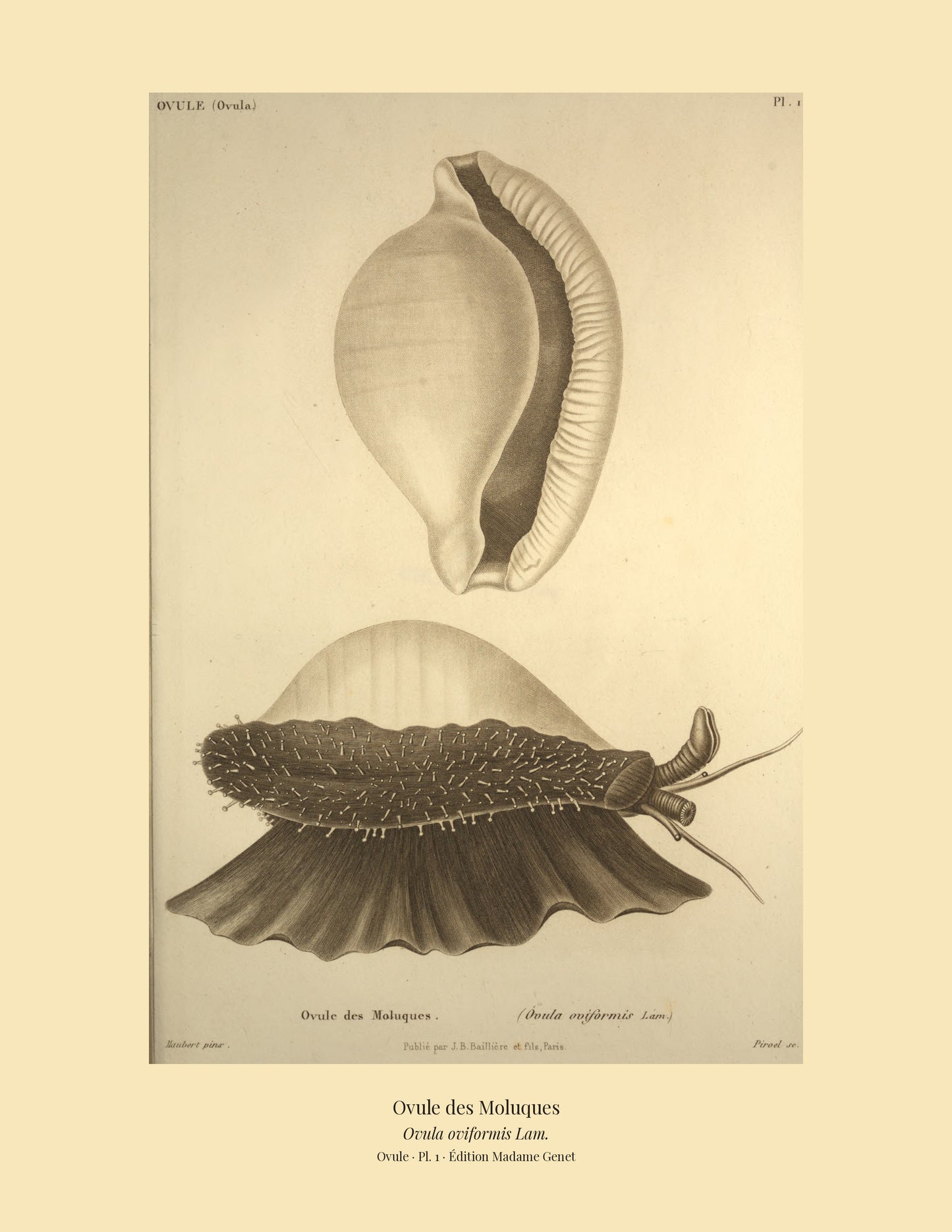 Ovula Pl. 1 on a wide tan mount, Kiener — Common Egg Cowrie · Ovula oviformis · Ovule des Moluques
