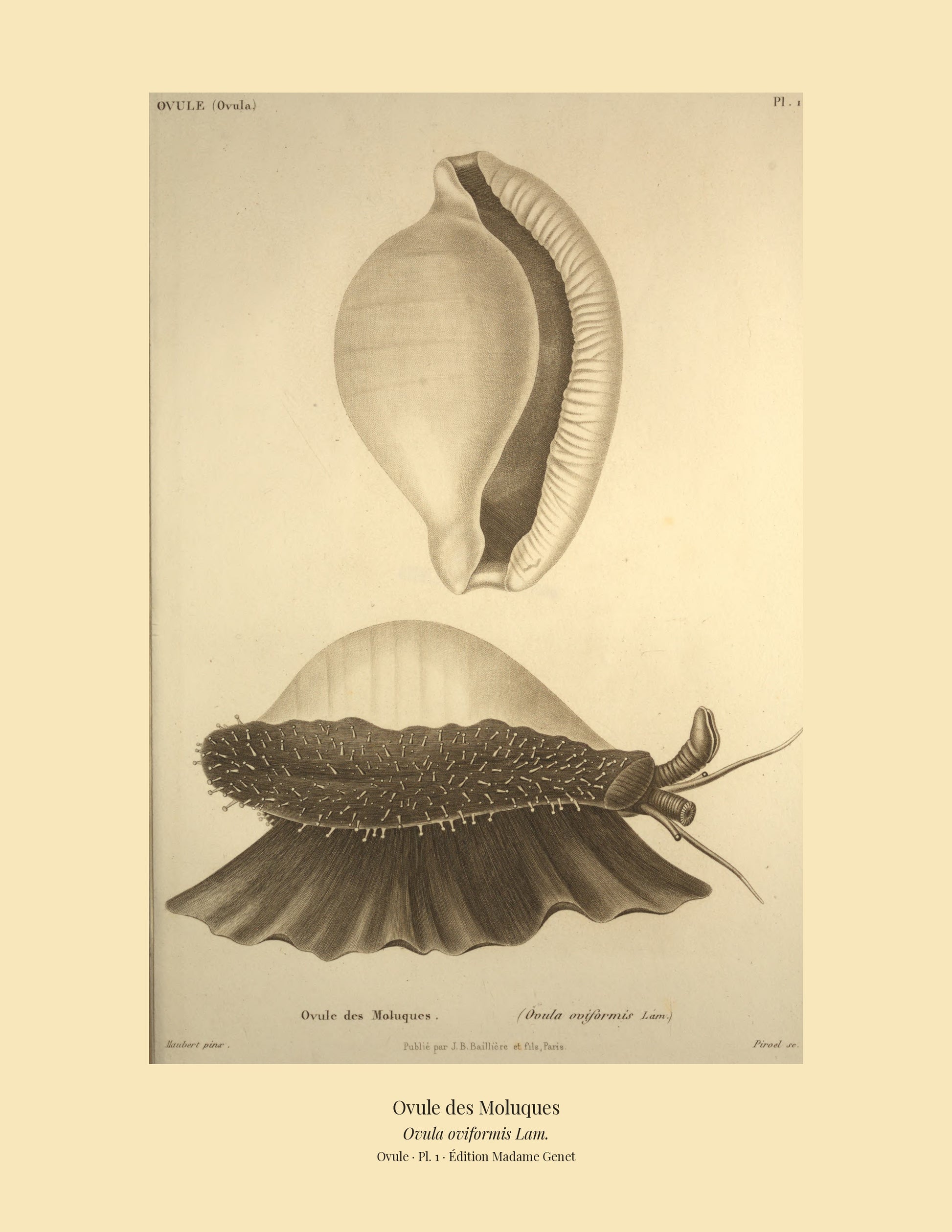 Ovula Pl. 1 on a wide tan mount, Kiener — Common Egg Cowrie · Ovula oviformis · Ovule des Moluques