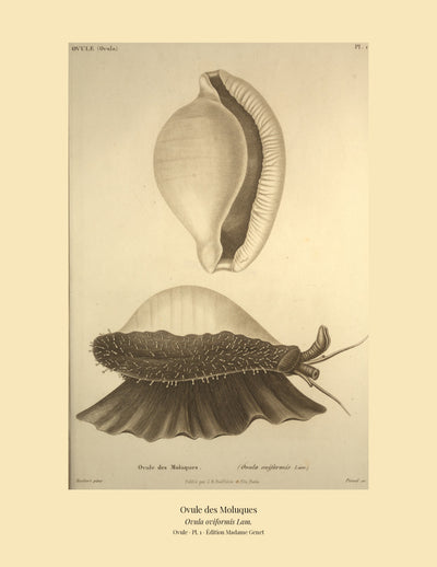 Ovula Pl. 1 on a wide tan mount, Kiener — Common Egg Cowrie · Ovula oviformis · Ovule des Moluques