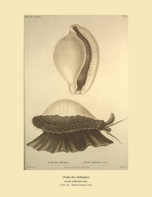 Ovula Pl. 1 on a wide tan mount, Kiener — Common Egg Cowrie · Ovula oviformis · Ovule des Moluques