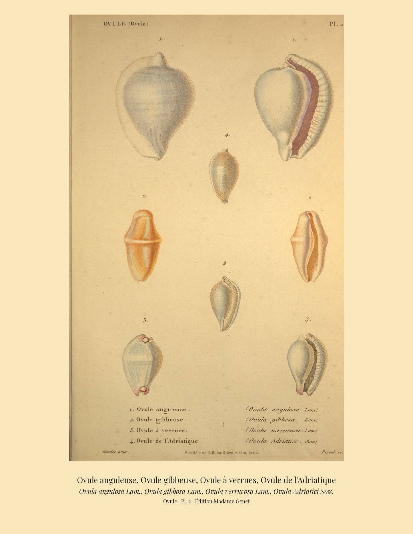 Ovula angulosa, Ovula gibbosa, Ovula verrucosa and Ovula Adriatici — Ovule anguleuse, Ovule gibbeuse, Ovule à verrues and Ovule de l'Adriatique, hand-engraved plate 2 from Kiener, Coquilles vivantes, Paris.