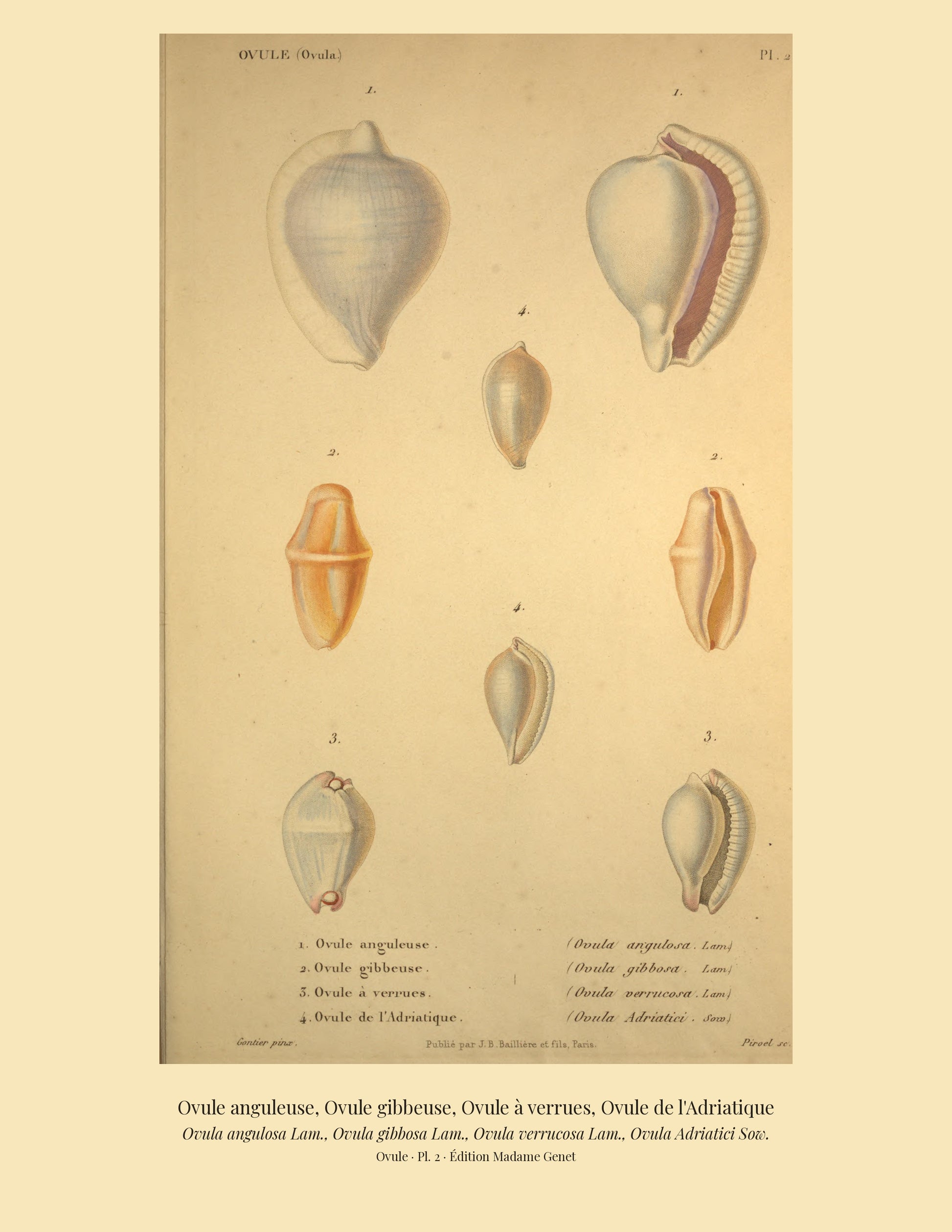 Ovula angulosa, Ovula gibbosa, Ovula verrucosa and Ovula Adriatici — Ovule anguleuse, Ovule gibbeuse, Ovule à verrues and Ovule de l'Adriatique, hand-engraved plate 2 from Kiener, Coquilles vivantes, Paris.