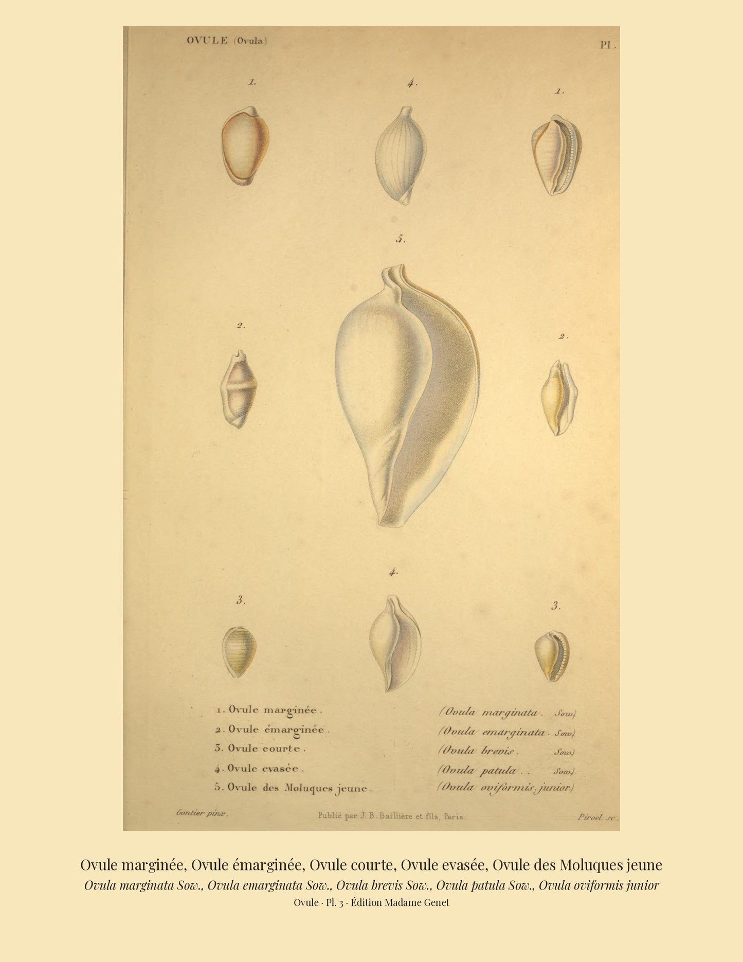 Ovula marginata, Ovula emarginata, Ovula brevis, Ovula patula and Ovula oviformis junior — Ovule marginée, Ovule émarginée, Ovule courte, Ovule evasée and Ovule des Moluques jeune, hand-engraved plate 3 from Kiener, Coquilles vivantes, Paris.