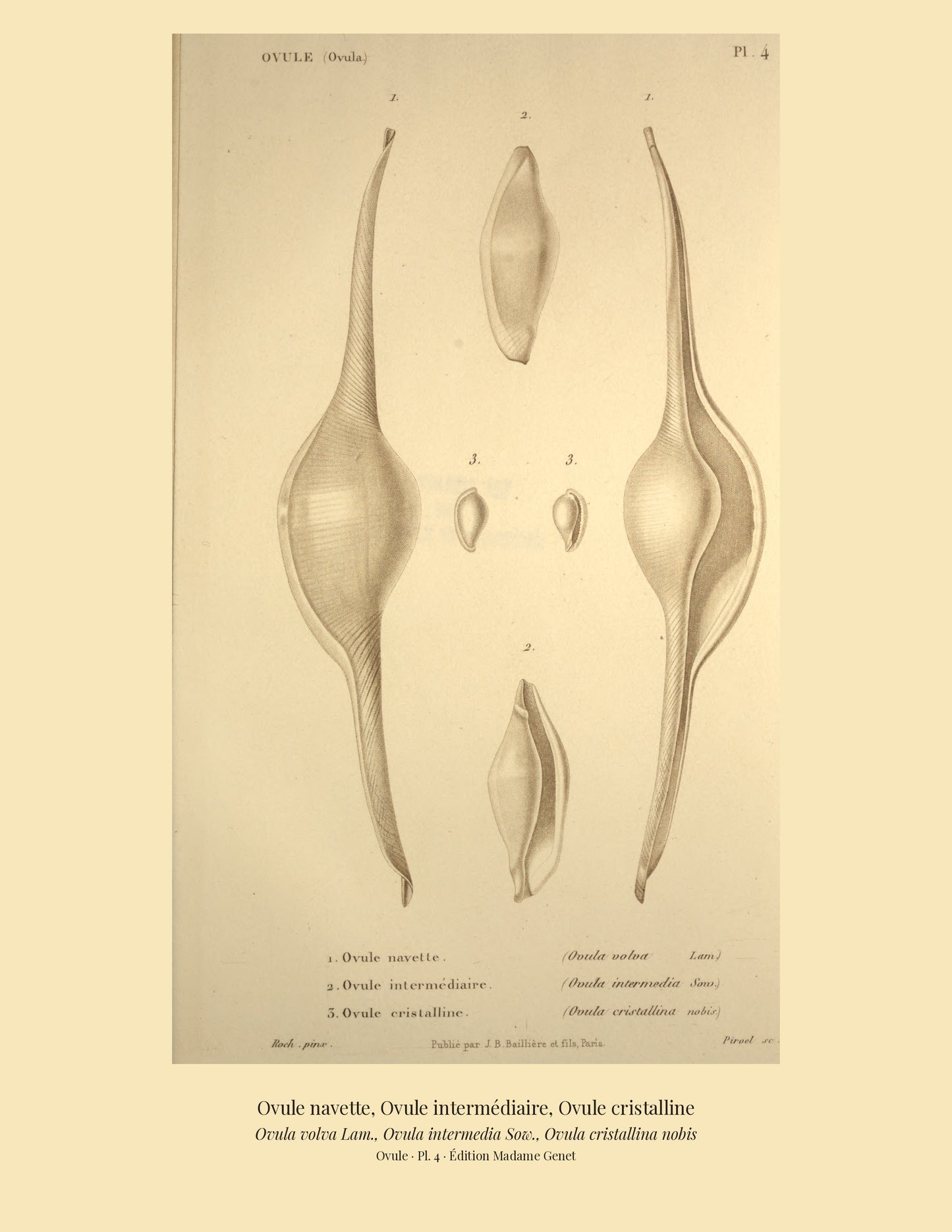 Ovula volva, Ovula intermedia and Ovula cristallina — Ovule navette, Ovule intermédiaire and Ovule cristalline, hand-engraved plate 4 from Kiener, Coquilles vivantes, Paris.
