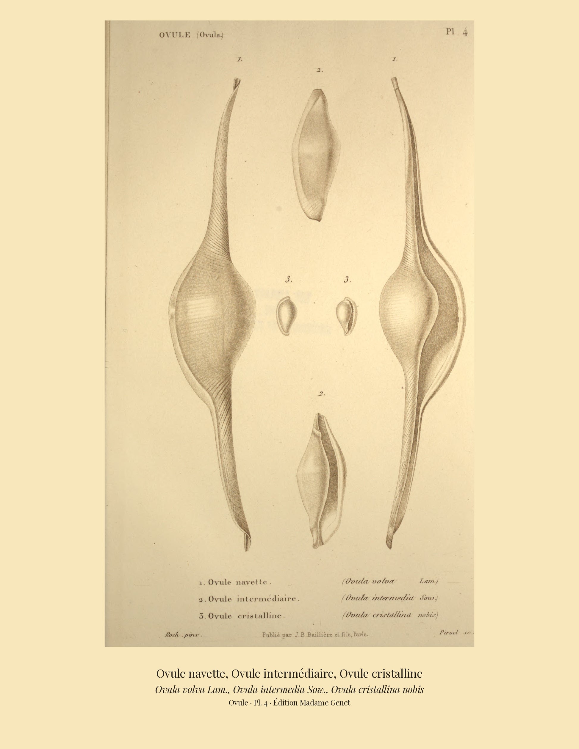 Ovula volva, Ovula intermedia and Ovula cristallina — Ovule navette, Ovule intermédiaire and Ovule cristalline, hand-engraved plate 4 from Kiener, Coquilles vivantes, Paris.