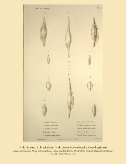 Ovula birostris, Ovula acicularis, Ovula punctata, Ovula spelta and Ovula longirostrata — Ovule birostre, Ovule aciculaire, Ovule ponctuée, Ovule spelte and Ovule longirostre, hand-engraved plate 5 from Kiener, Coquilles vivantes, Paris.