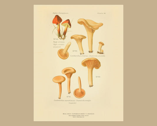 Golden Chanterelle — Antique Mushroom Print, Planche XX, Paris 1891