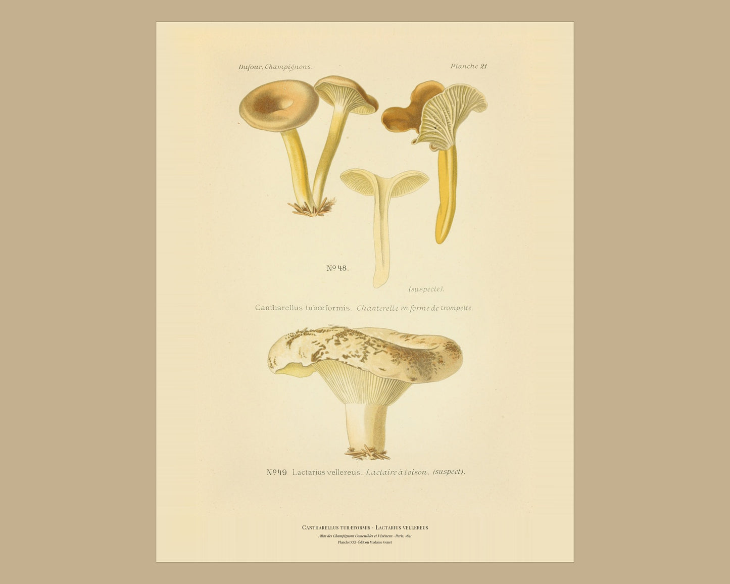 Cantharellus tubaeformis — Antique Mushroom Print, Planche XXI, Paris 1891