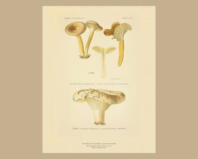 Planche XXI on a wide tan mount, Dufour 1891 — Cantharellus tubæformis · Chanterelle en forme de trompette · marked suspect, 1891; Lactarius vellereus