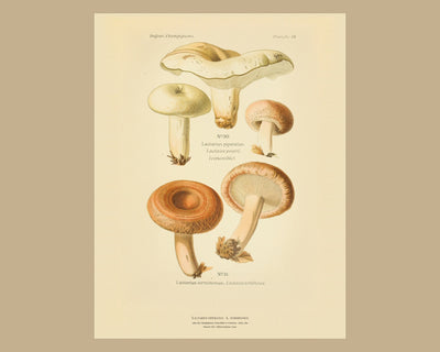 Planche XXII from Léon Dufour's Atlas des Champignons Comestibles et Vénéneux, Paris 1891, the sheet on a wide tan mount — Lactarius piperatus · Lactaire poivré · marked edible, 1891; Lactarius torminosus · Lactaire vénéneux
