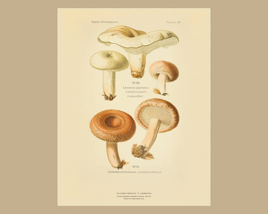 Lactarius piperatus — Antique Mushroom Print, Planche XXII, Paris 1891