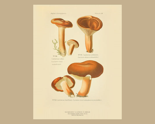 Lactarius rufus — Antique Mushroom Print, Planche XXIII, Paris 1891