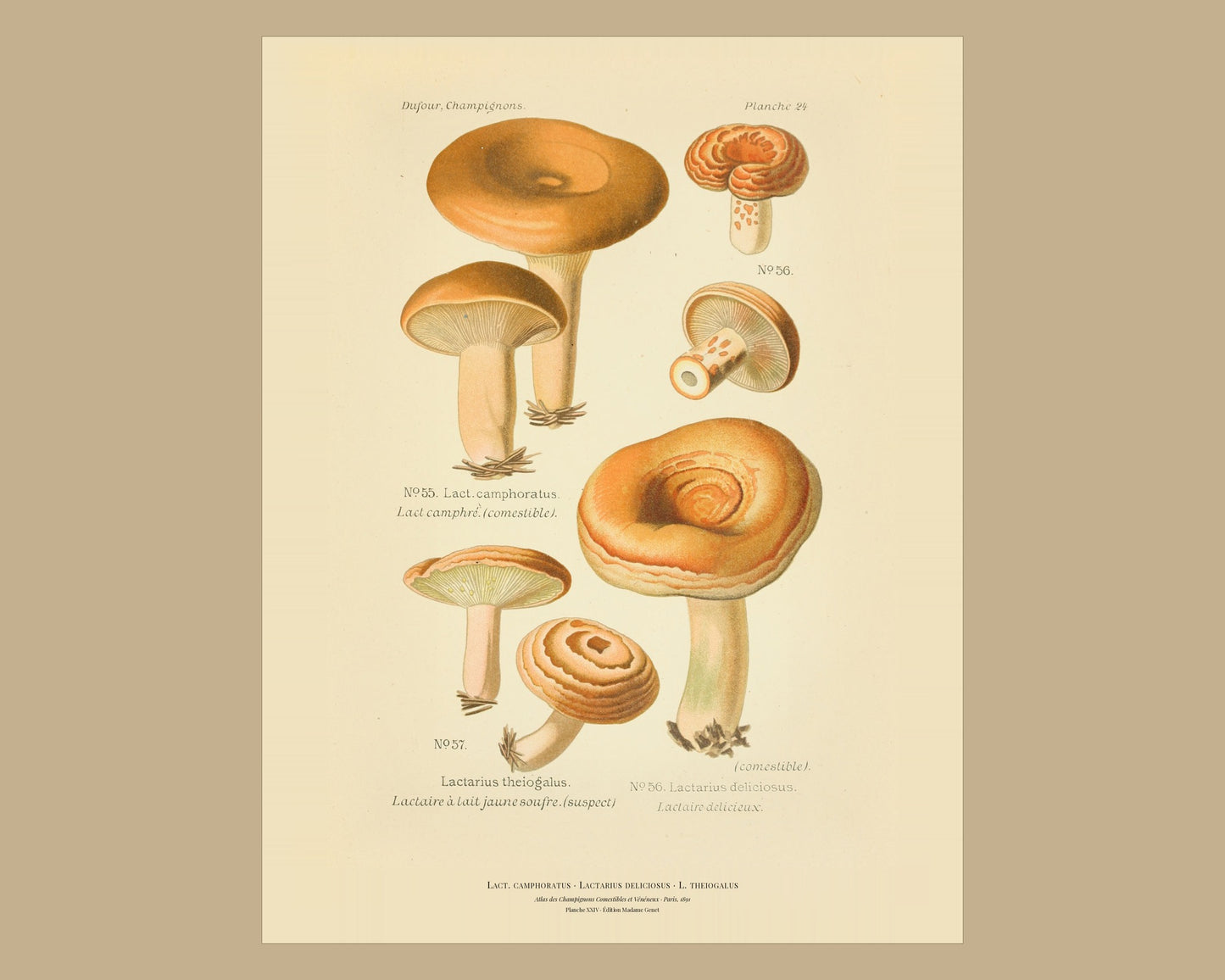 Saffron Milk Cap — Antique Mushroom Print, Planche XXIV, Paris 1891