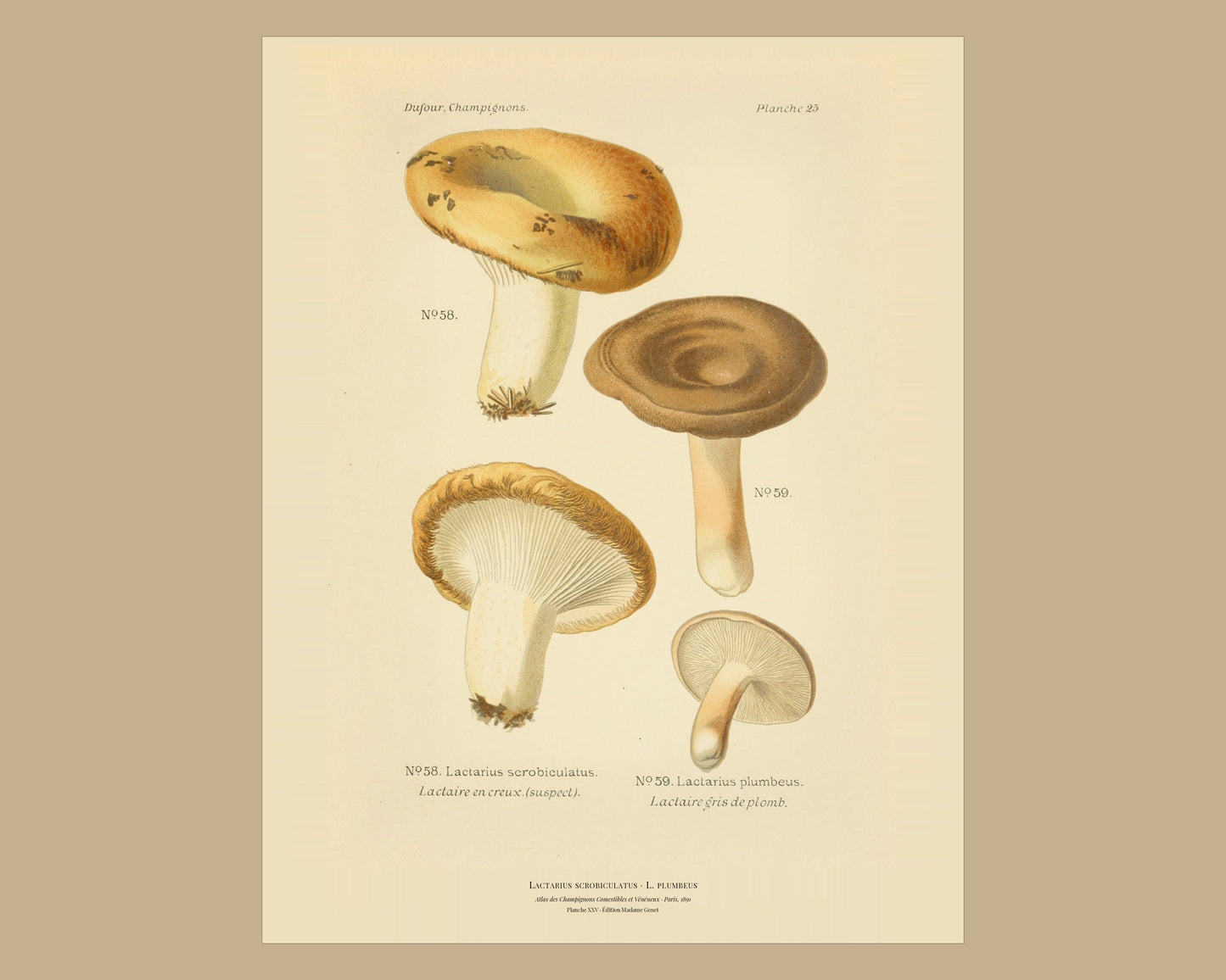 Lactarius scrobiculatus — Antique Mushroom Print, Planche XXV, Paris 1891