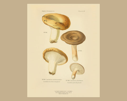 Lactarius scrobiculatus — Antique Mushroom Print, Planche XXV, Paris 1891