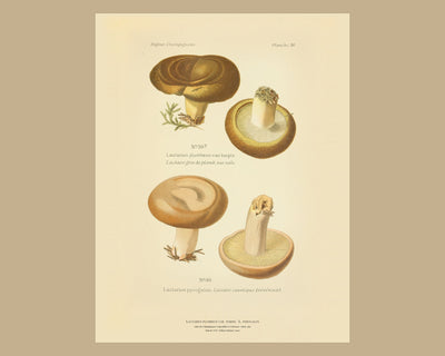 Planche XXVI on a wide tan mount, Dufour 1891 — Lactarius plumbeus var. turpis · Lactaire gris de plomb, var. sale; Lactarius pyrogalus