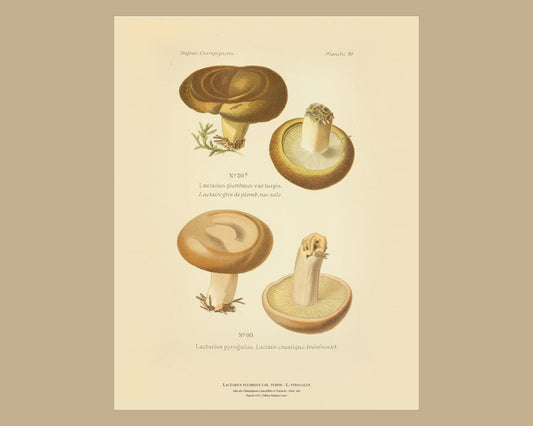 Lactarius plumbeus var. turpis — Antique Mushroom Print, Planche XXVI, Paris 1891