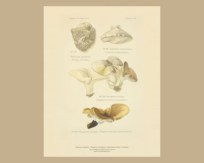 Planche XLVIII on a wide tan mount, Dufour 1891 — Dædalea quercina · Bédale du Chêne; Trametes suaveolens; Polyporus ovinus; Polyporus picipes