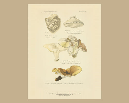 Daedalea quercina — Antique Mushroom Print, Planche XLVIII, Paris 1891