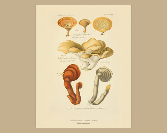 Polyporus confluens — Antique Mushroom Print, Planche XLIX, Paris 1891