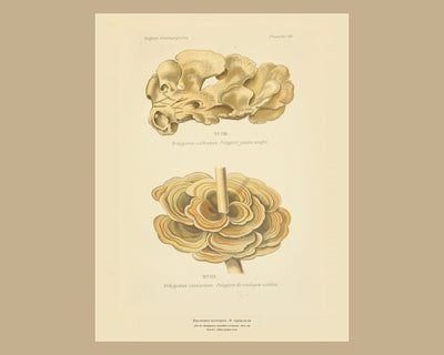 Planche L from Léon Dufour's Atlas des Champignons Comestibles et Vénéneux, Paris 1891, the sheet on a wide tan mount — Chicken of the Woods · Polyporus sulfureus · Polypore jaune soufre; Polyporus versicolor · Polypore de couleurs variées