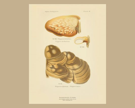 Polyporus betulinus — Antique Mushroom Print, Planche LI, Paris 1891