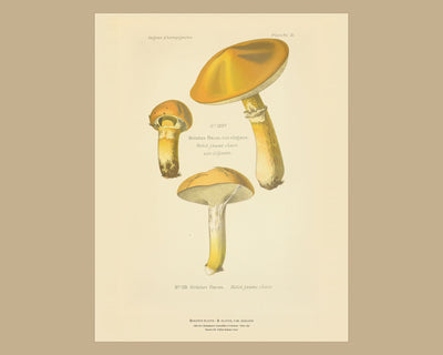 Planche LIII from Léon Dufour's Atlas des Champignons Comestibles et Vénéneux, Paris 1891, the sheet on a wide tan mount — Boletus flavus · Bolet jaune clair; Boletus flavus, var. elegans · Bolet jaune clair. var. élégante