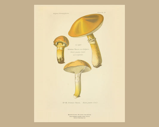Boletus flavus — Antique Mushroom Print, Planche LIII, Paris 1891