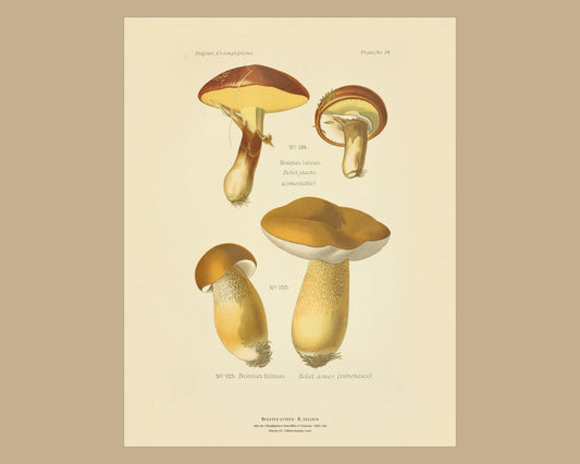 Boletus luteus — Antique Mushroom Print, Planche LIV, Paris 1891