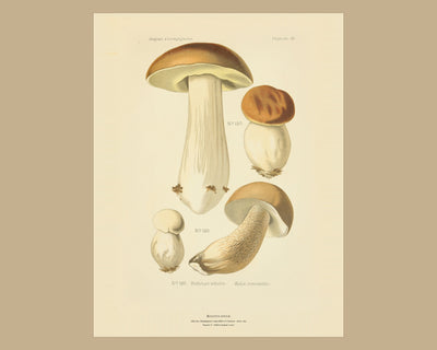 Planche LV from Léon Dufour's Atlas des Champignons Comestibles et Vénéneux, Paris 1891, the sheet on a wide tan mount — Boletus edulis · Bolet comestible