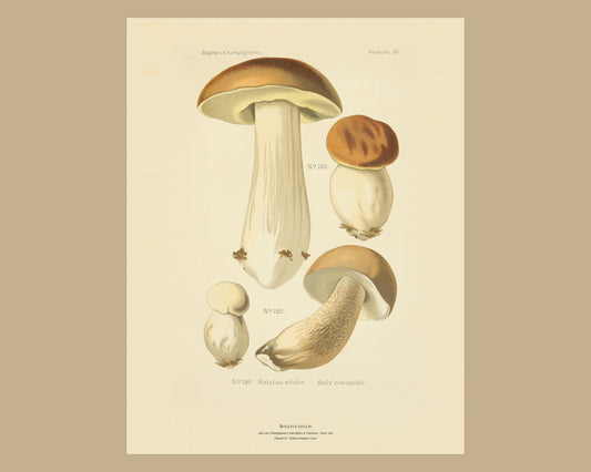 Boletus edulis — Antique Mushroom Print, Planche LV, Paris 1891